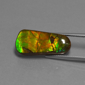 Ammolita multicolorido natural 11,73ct, forma extravagante, opaco