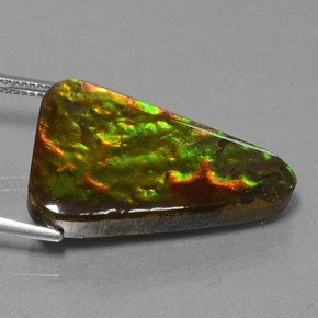 Ammolita multicolorido natural 20,75ct, trillion, opaco