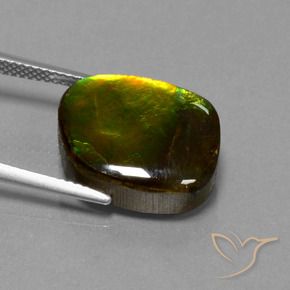 Ammolita multicolorido natural 11,27ct, forma extravagante, opaco