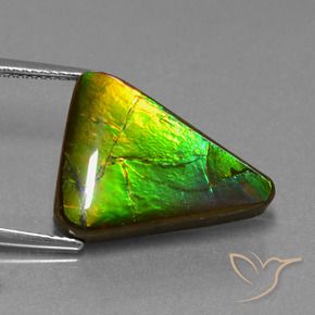 Ammolita multicolorido natural 11,34ct, trillion, opaco