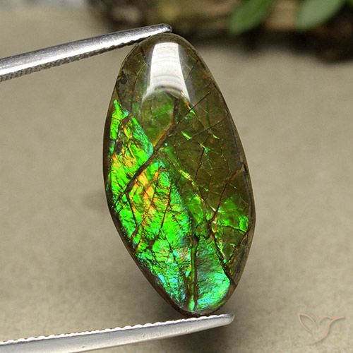 12.62ct Natural Multicolorido amolita, Chique, Opaco