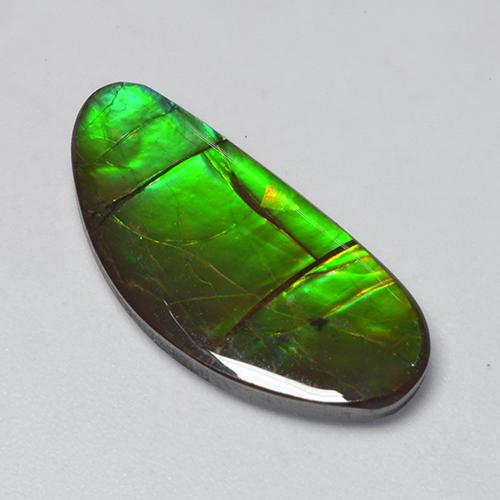 Ammolita multicolorido natural 12,39ct, forma extravagante, opaco