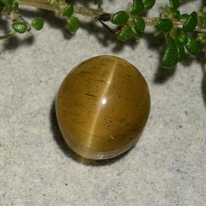 Cat's eye apatite dourado natural 2,60ct, corte oval, translúcido