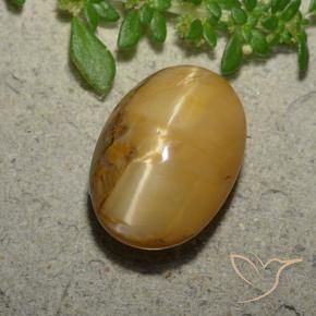 Opala Olho de Gato Marrom dourado Natural 6.31ct, oval, Opaco