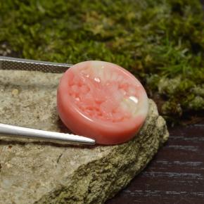 Coral multicolorido natural 12,62ct, forma extravagante, opaco