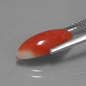 Coral Salmão Branco Natural 2.34ct, Marquesa, Opaco