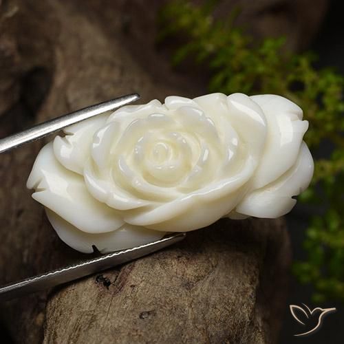 Coral Branco brilhante Natural 36.24ct, Flor cortada, Opaco