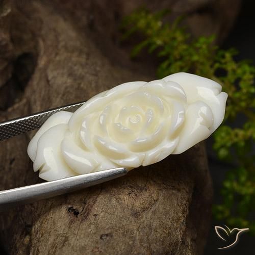 Coral Branco brilhante Natural 36.24ct, Flor cortada, Opaco