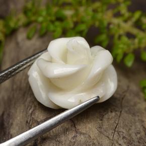 Coral branco natural 11,16ct, corte flor, opaco
