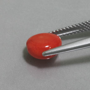 Coral Salmão Natural 2.41ct, Forma extravagante, Opaco