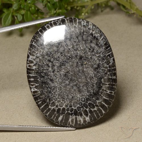 64.23ct Natural Multicolorido Coral, oval, Opaco