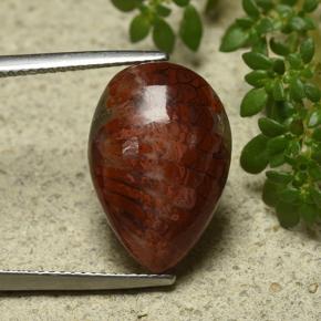 Coral Multicolorido Natural 7.90ct, Formato de pêra, Opaco