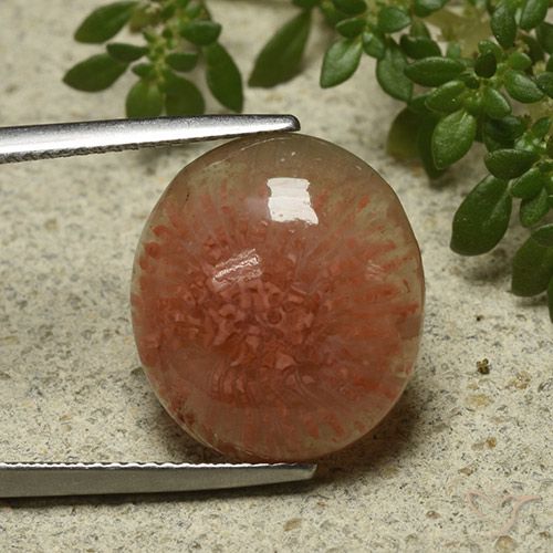 9.34ct Natural Multicolorido Coral, oval, Translúcido