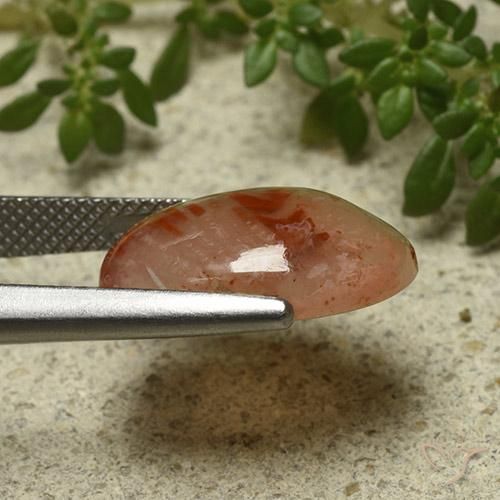 Coral Multicolorido Natural 6.87ct, oval, Translúcido