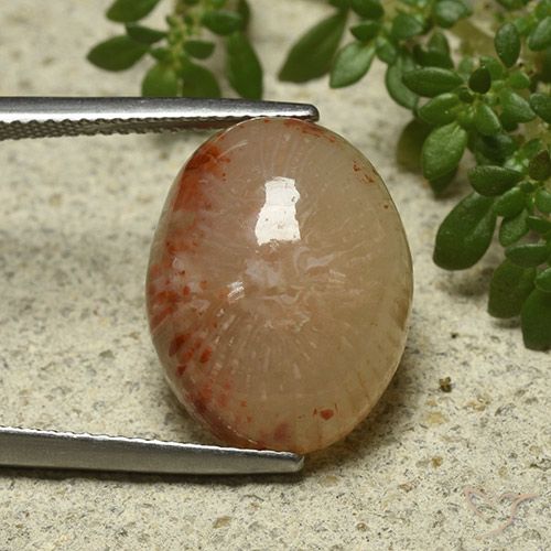 11.57ct Natural Multicolorido Coral, oval, Translúcido