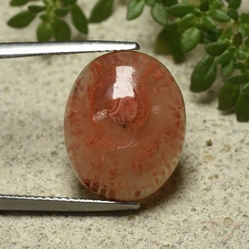 9.87ct Natural Multicolorido Coral, oval, Translúcido