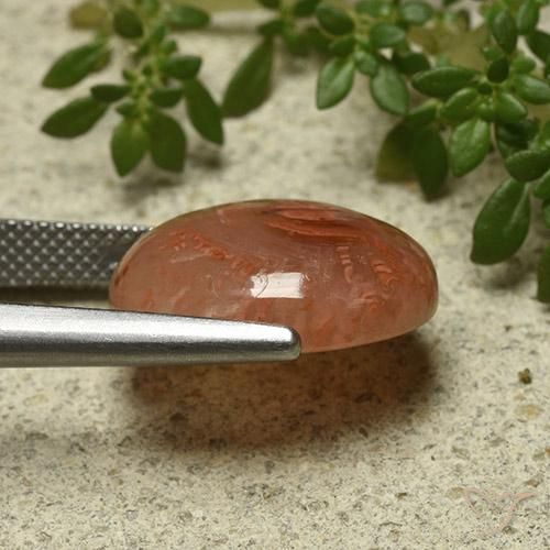 Coral Multicolorido Natural 9.87ct, oval, Translúcido