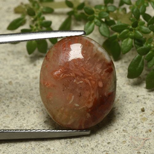 9.58ct Natural Multicolorido Coral, oval, Translúcido