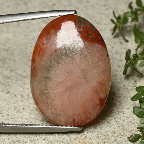 12.10ct Natural Multicolorido Coral, oval, Translúcido