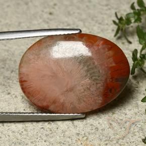 Coral Multicolorido Natural 12.10ct, oval, Translúcido