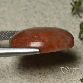 Coral Multicolorido Natural 14.74ct, oval, Opaco