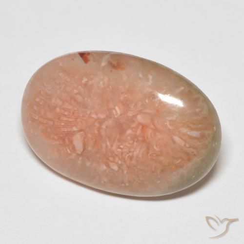 Coral Multicolorido Natural 11.50ct, oval, Translúcido