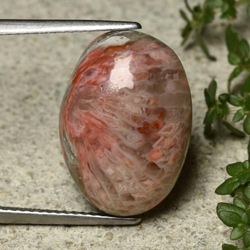 Coral multicolorido natural 10,62ct, corte oval, opaco