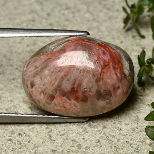 Coral multicolorido natural 10,62ct, corte oval, opaco