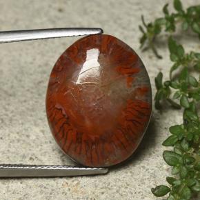 Coral multicolorido natural 12,59ct, corte oval, opaco