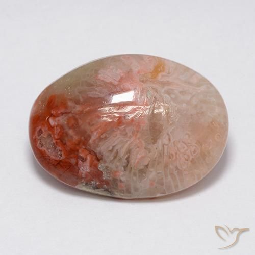 Coral Multicolorido Natural 8.90ct, oval, Opaco