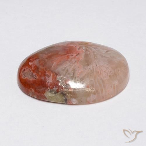 Coral Multicolorido Natural 8.90ct, oval, Opaco