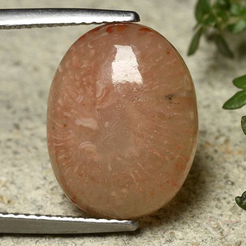 7.45ct Natural Multicolorido Coral, oval, Translúcido