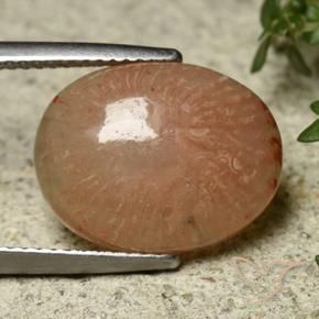 Coral Multicolorido Natural 7.45ct, oval, Translúcido