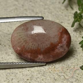 Coral Multicolorido Natural 8.52ct, oval, Translúcido