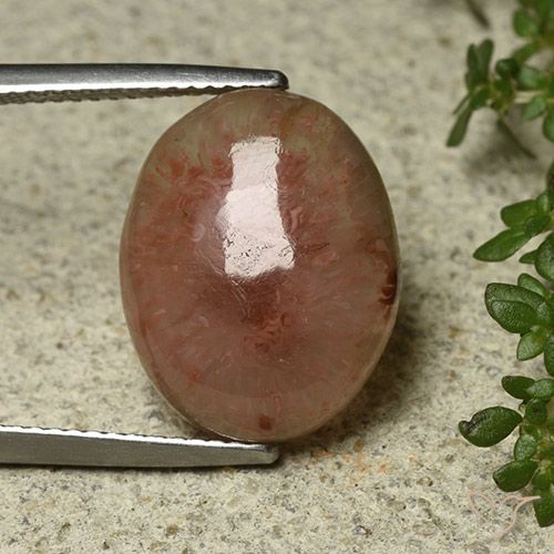 8.30ct Natural Multicolorido Coral, oval, Translúcido