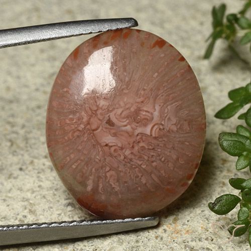 7.04ct Natural Multicolorido Coral, oval, Translúcido