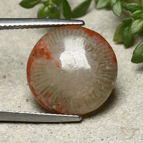 7.80ct Natural Multicolorido Coral, Redondo, Opaco