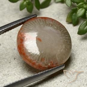 Coral Multicolorido Natural 7.80ct, Redondo, Opaco