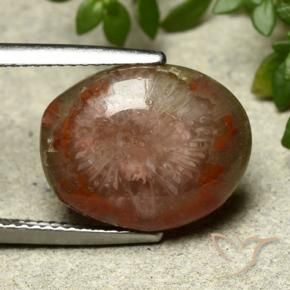 Coral Multicolorido Natural 7.03ct, oval, Opaco