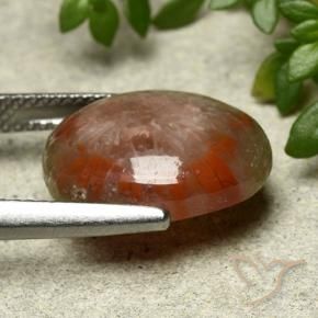 Coral Multicolorido Natural 7.03ct, oval, Opaco