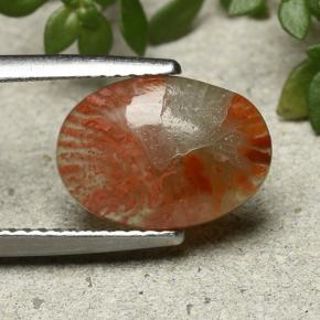 Coral multicolorido natural 2,54ct, corte oval, translúcido