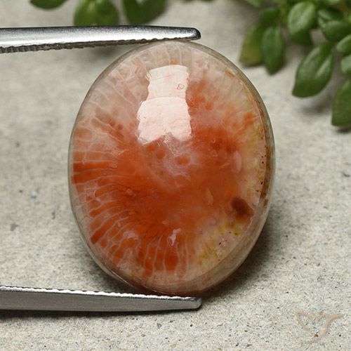 13.21ct Natural Multicolorido Coral, oval, Opaco