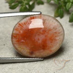 Coral Multicolorido Natural 13.21ct, oval, Opaco
