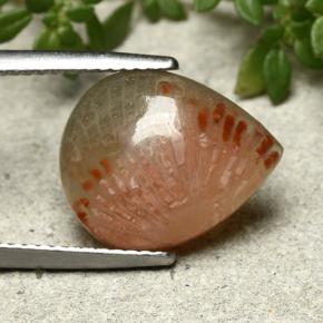 Coral Multicolorido Natural 5.26ct, Formato de pêra, Translúcido