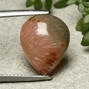 Coral Multicolorido Natural 5.26ct, Formato de pêra, Translúcido