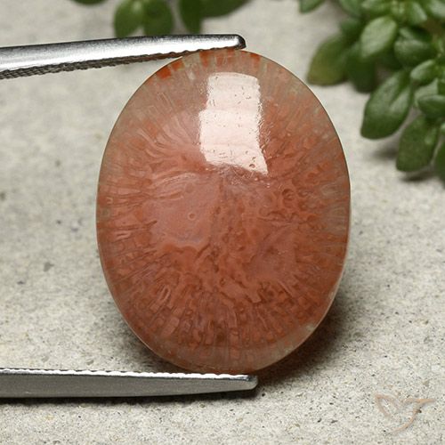 9.51ct Natural Multicolorido Coral, oval, Translúcido
