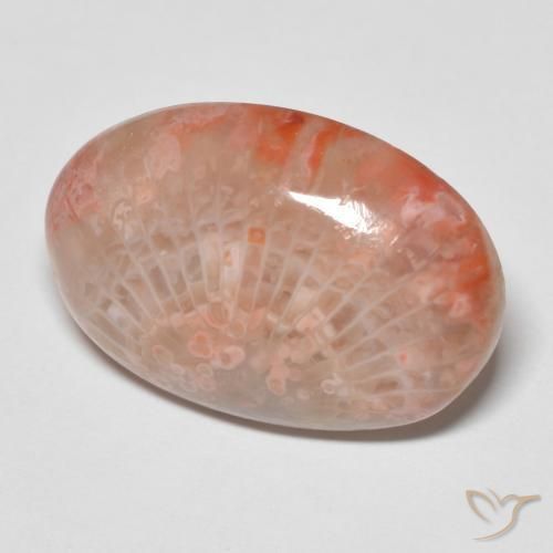 Coral Multicolorido Natural 11.96ct, oval, Opaco