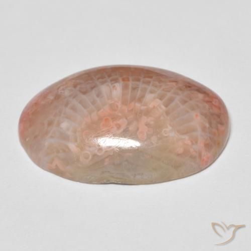 Coral Multicolorido Natural 11.96ct, oval, Opaco