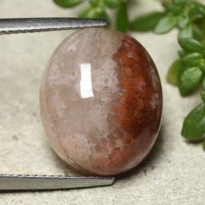 Coral multicolorido natural 12,54ct, corte oval, translúcido