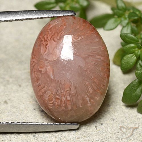 9.24ct Natural Multicolorido Coral, oval, Translúcido